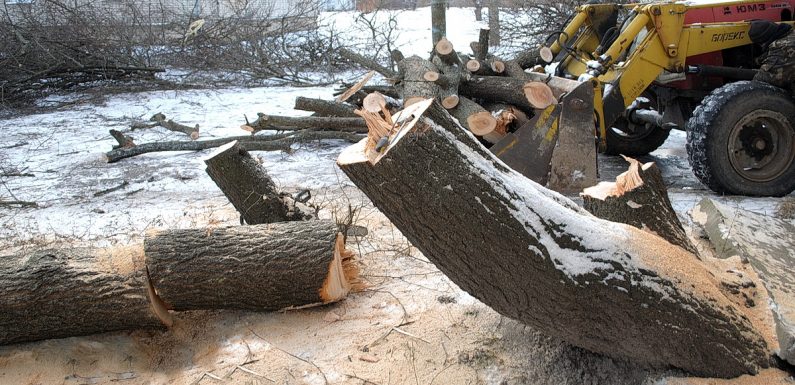 Біля будинку №27 по вулиці Спасо-Преображенська видаляють аварійні дерева