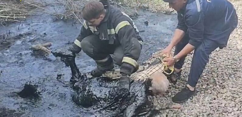 У Шостці ледве врятували чоловіка, який провалився у яму з смолянистою сумішшю