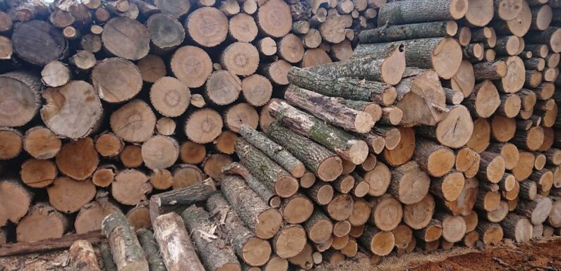 <strong>В Свеському лісгоспі розповіли, як населення може замовити дрова</strong>