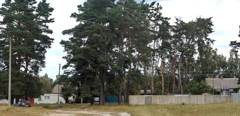 🔴 📸 Сосни на Дачній: мешканці вулиці не дозволили випиляти частину дерев