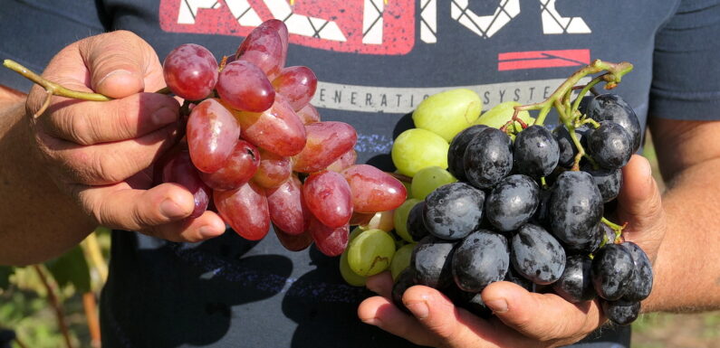 🔴 📸 На Ямпільщині вирощують виноград, що не поступається південному