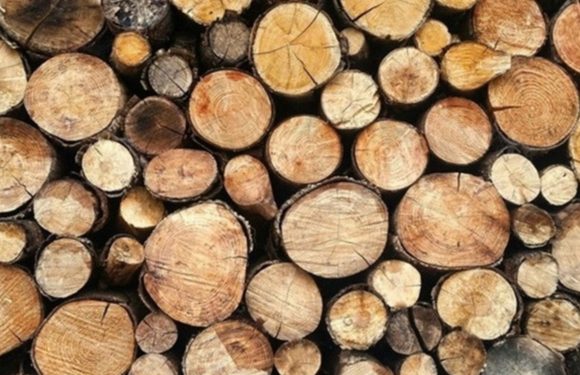 Свеське лісове господарство готується до зими: вигоди для населення