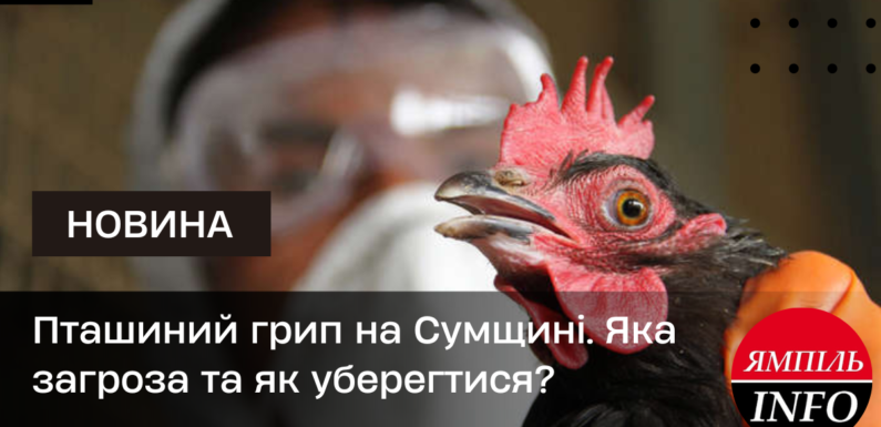 Пташиний грип на Сумщині. Яка загроза та як уберегтися?