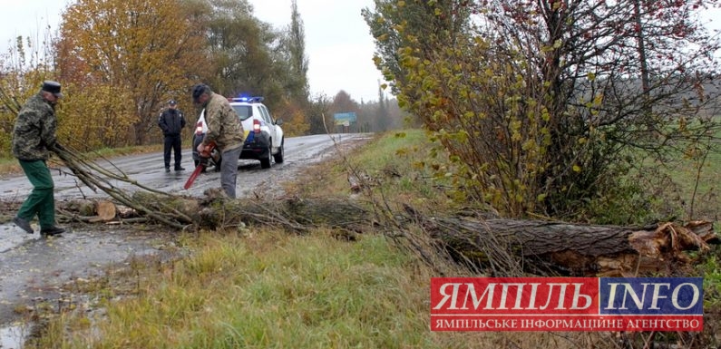 В Ямполі аварійне дерево впало на дорогу територіального значення