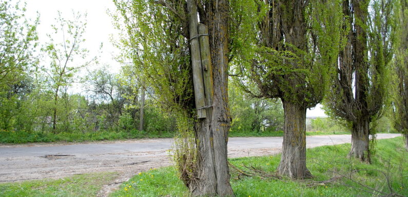 Фотофакт. В Ямполі дерево поглинуло старий стовп лінії електропередач