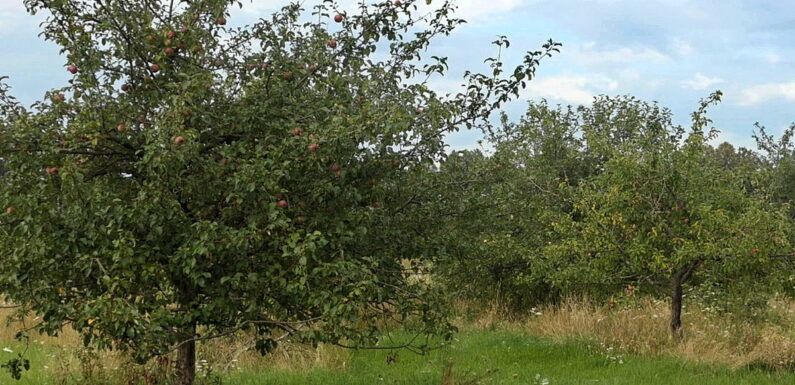 🔴 📺 «Воздвиженський сад»: на Ямпільщині зберігся унікальний яблучний сад з столітньою історією