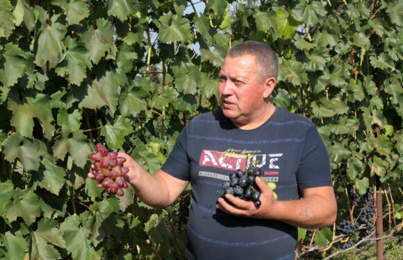 🔴 📺 Володимир Коршок вирощує в Імшані сорок сім сортів столового винограду