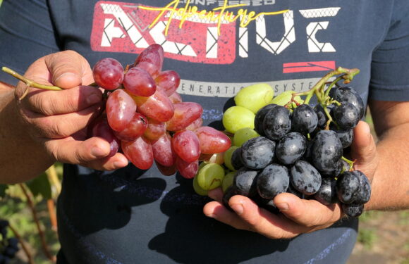 🔴 📸 На Ямпільщині вирощують виноград, що не поступається південному