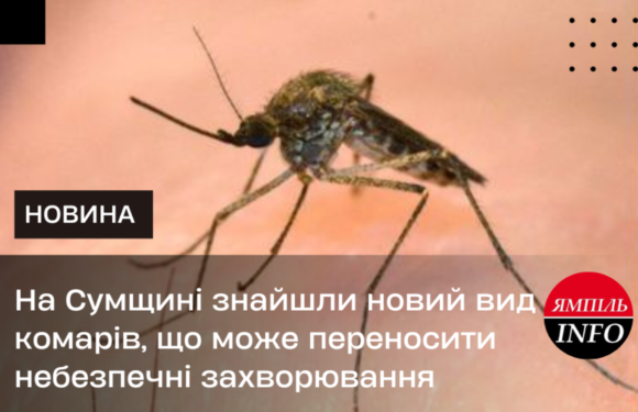 На Сумщині знайшли новий вид комарів, що може переносити небезпечні захворювання